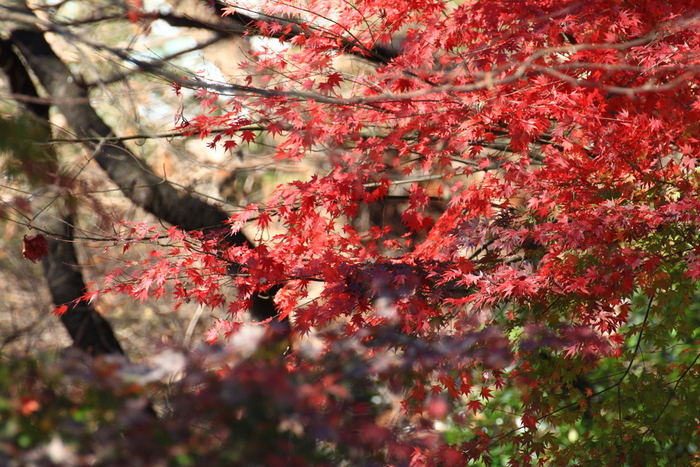 紅葉と流葉と_e0293806_21511095.jpg