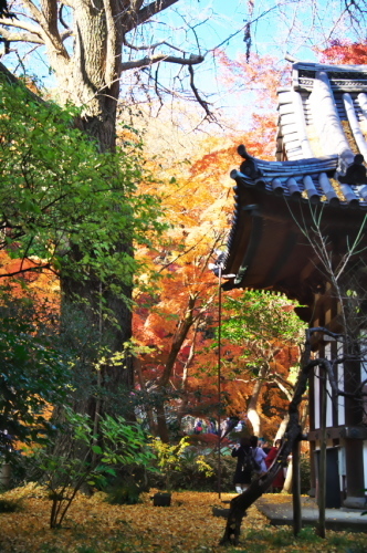 横浜　三溪園の紅葉2_a0263109_19230656.jpg