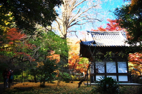 横浜　三溪園の紅葉2_a0263109_19230704.jpg