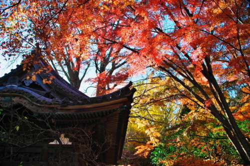 横浜　三溪園の紅葉2_a0263109_19230783.jpg