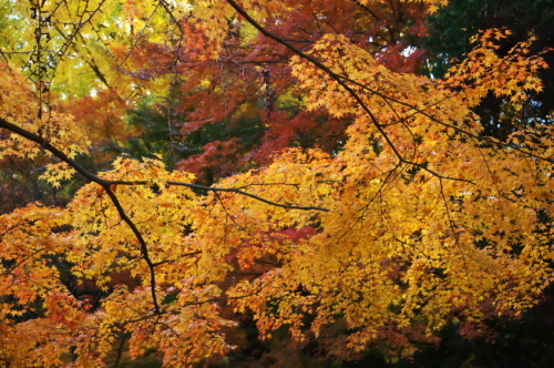 横浜　三溪園の紅葉2_a0263109_19231026.jpg