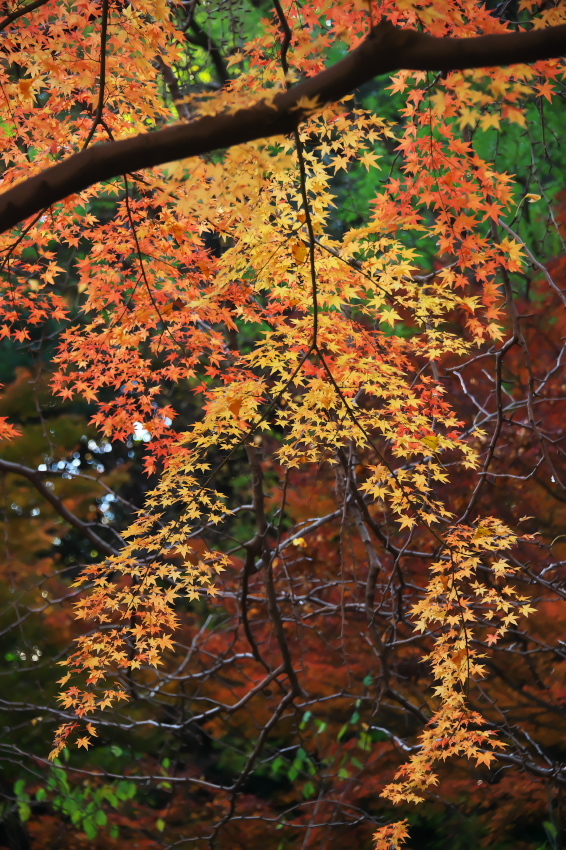 横浜　三溪園の紅葉2_a0263109_19231189.jpg