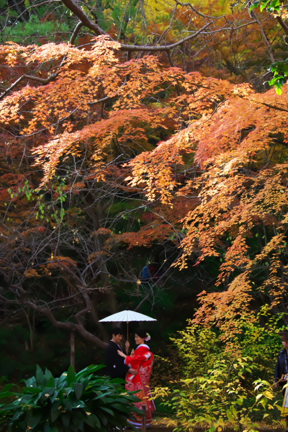 横浜　三溪園の紅葉2_a0263109_19231266.jpg