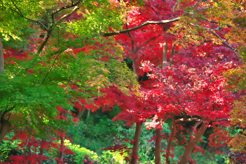 横浜　三溪園の紅葉2_a0263109_19240178.jpg