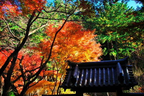 横浜　三溪園の紅葉2_a0263109_19240222.jpg