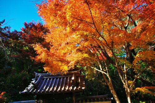 横浜　三溪園の紅葉2_a0263109_19240273.jpg