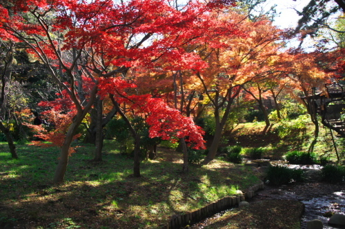 横浜　三溪園の紅葉2_a0263109_19240377.jpg