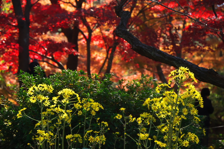 横浜　三溪園の紅葉2_a0263109_19240471.jpg