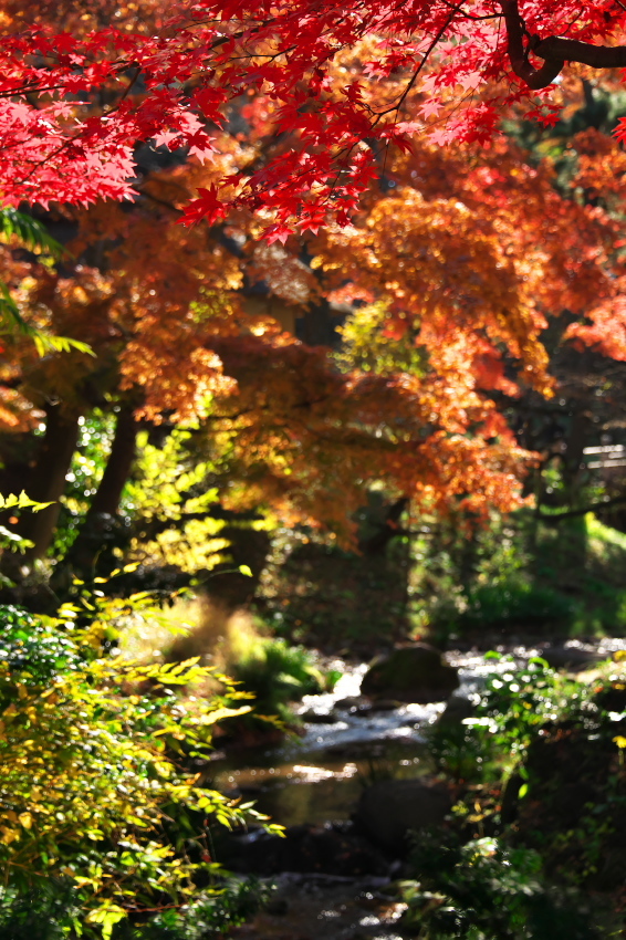 横浜　三溪園の紅葉2_a0263109_19240498.jpg