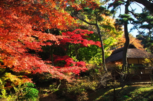 横浜　三溪園の紅葉2_a0263109_19240560.jpg