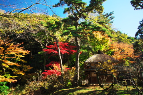 横浜　三溪園の紅葉2_a0263109_19240690.jpg