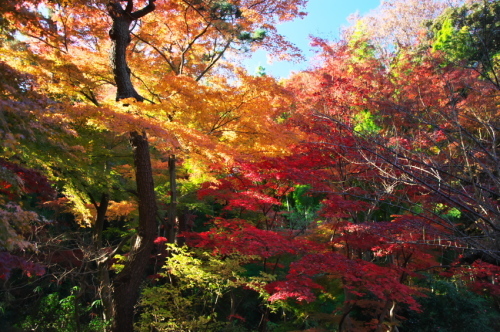 横浜　三溪園の紅葉2_a0263109_19243646.jpg