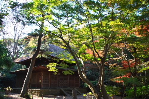 横浜　三溪園の紅葉2_a0263109_19243690.jpg