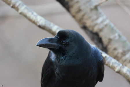 ハシブトガラス接近 GGY_d0346713_18373055.jpg