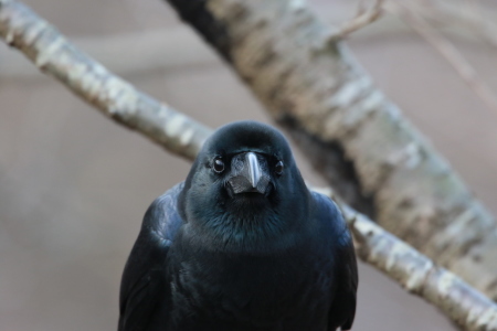 ハシブトガラス接近 GGY_d0346713_18373976.jpg