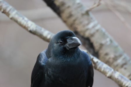 ハシブトガラス接近 GGY_d0346713_18374746.jpg