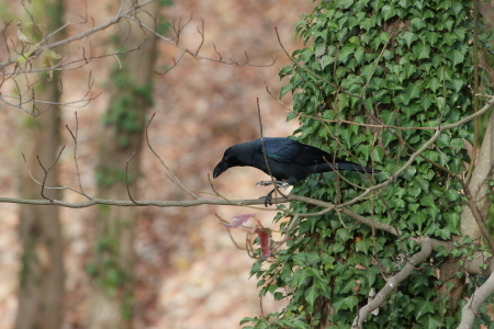 ハシブトガラス接近 GGY_d0346713_18382216.jpg