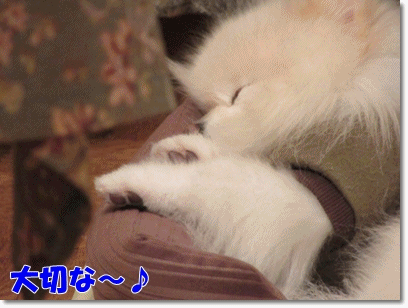 b0167519_22234012.gif