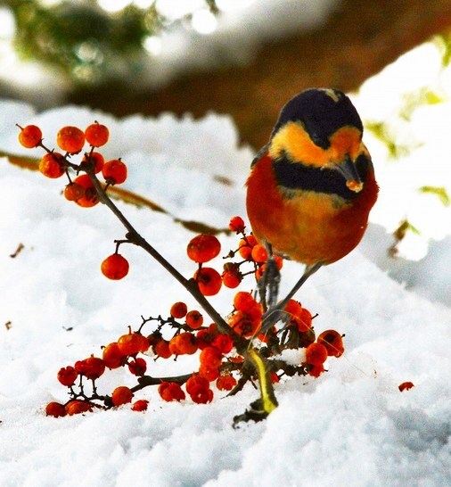 北の森からエゾリスと野鳥便り _d0098721_21043596.jpg