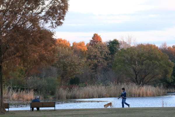 見沼便り　愛犬と散歩_f0229832_09101694.jpg