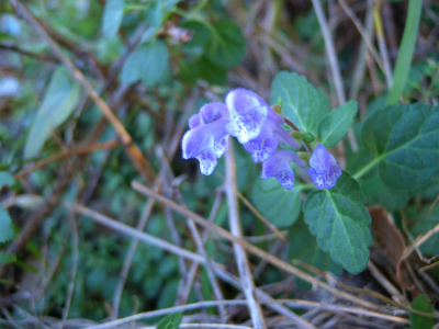 e0272335_1004059.jpg