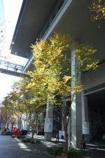 IQ246~華麗なる事件簿~「マリアT死後に犯す完全犯罪」_e0080345_08221766.jpg