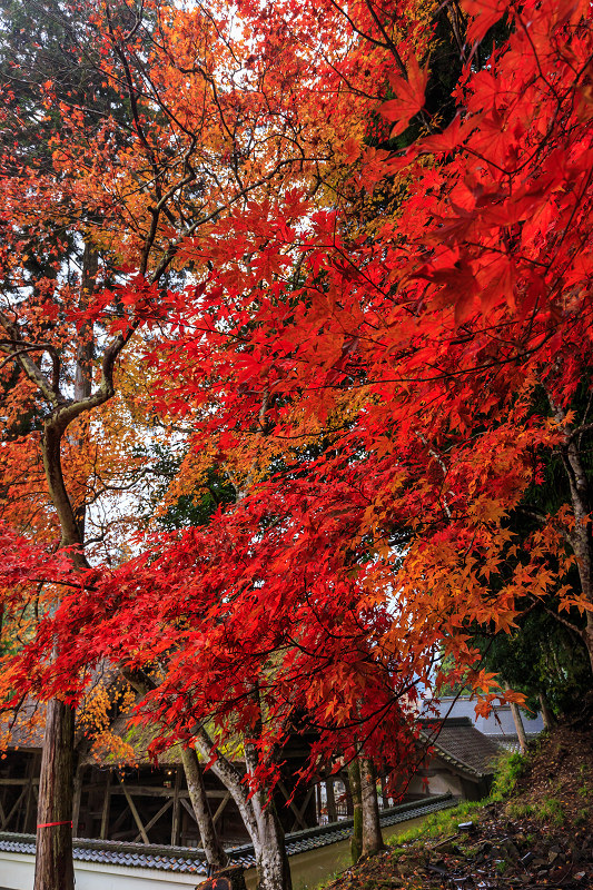 京都の紅葉2016 摩氣神社の紅葉_f0155048_2056279.jpg