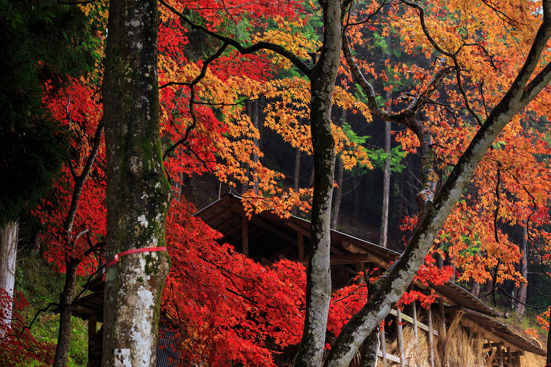 京都の紅葉2016 摩氣神社の紅葉_f0155048_20582619.jpg