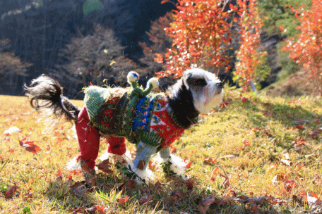 c0145250_09015905.gif