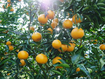 究極の柑橘「せとか」　今年も順調に色づきました！出荷は2月上旬からの予定です！_a0254656_16595587.jpg