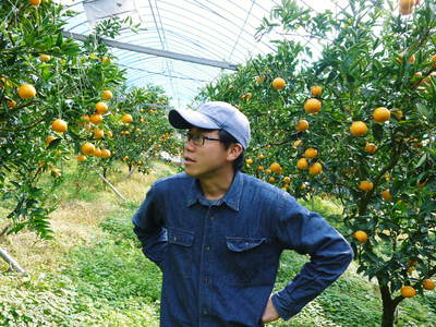 究極の柑橘「せとか」　今年も順調に色づきました！出荷は2月上旬からの予定です！_a0254656_1820371.jpg