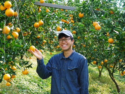 究極の柑橘「せとか」　今年も順調に色づきました！出荷は2月上旬からの予定です！_a0254656_1824155.jpg