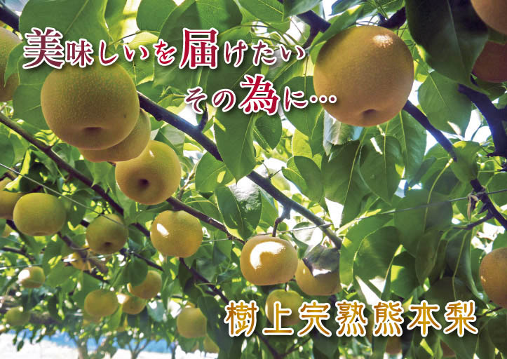 熊本梨 本藤果樹園 令和2年度の梨作りスタート!匠の選定作業が始まりました!(前編)_a0254656_19413587.jpg