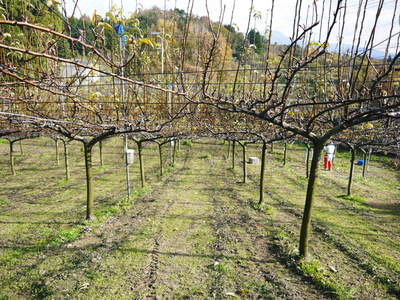 熊本梨 本藤果樹園 匠の選定作業スタート!_a0254656_19465241.jpg
