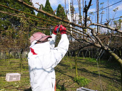 熊本梨 本藤果樹園 匠の選定作業スタート!_a0254656_20264062.jpg