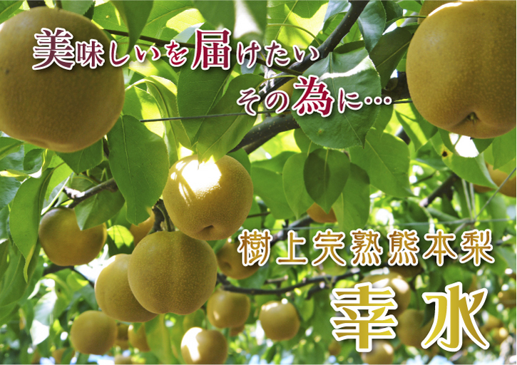 熊本梨 本藤果樹園 匠の選定作業スタート!_a0254656_20421711.jpg
