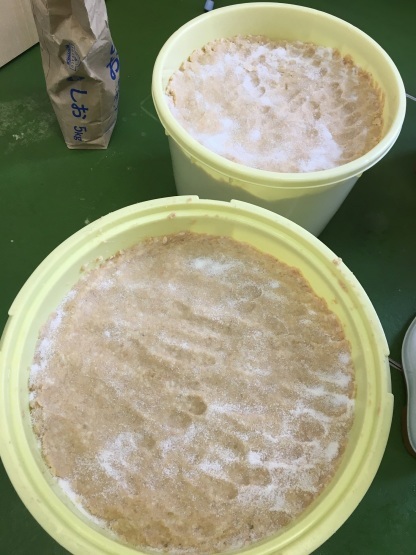 深川のみそづくり_a0356060_14501487.jpg