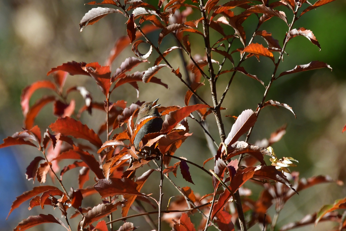 お山の鳥さん達 カヤクグリ他_f0053272_10222751.jpg