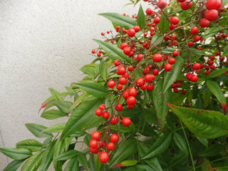 e0046477_20104260.jpg
