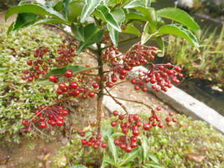 e0046477_20111054.jpg