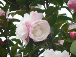 e0046477_20115457.jpg