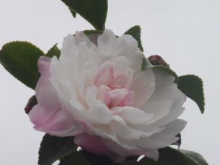 e0046477_20121522.jpg