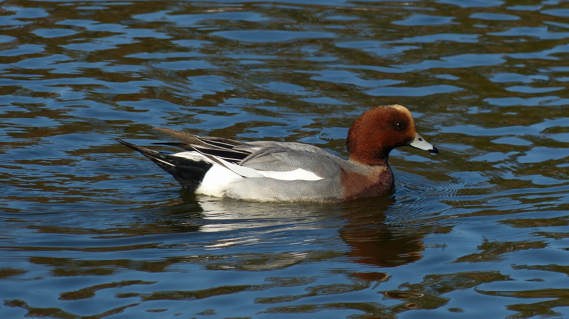 ボクって狩猟鳥獣なの？_a0185081_10274557.jpg