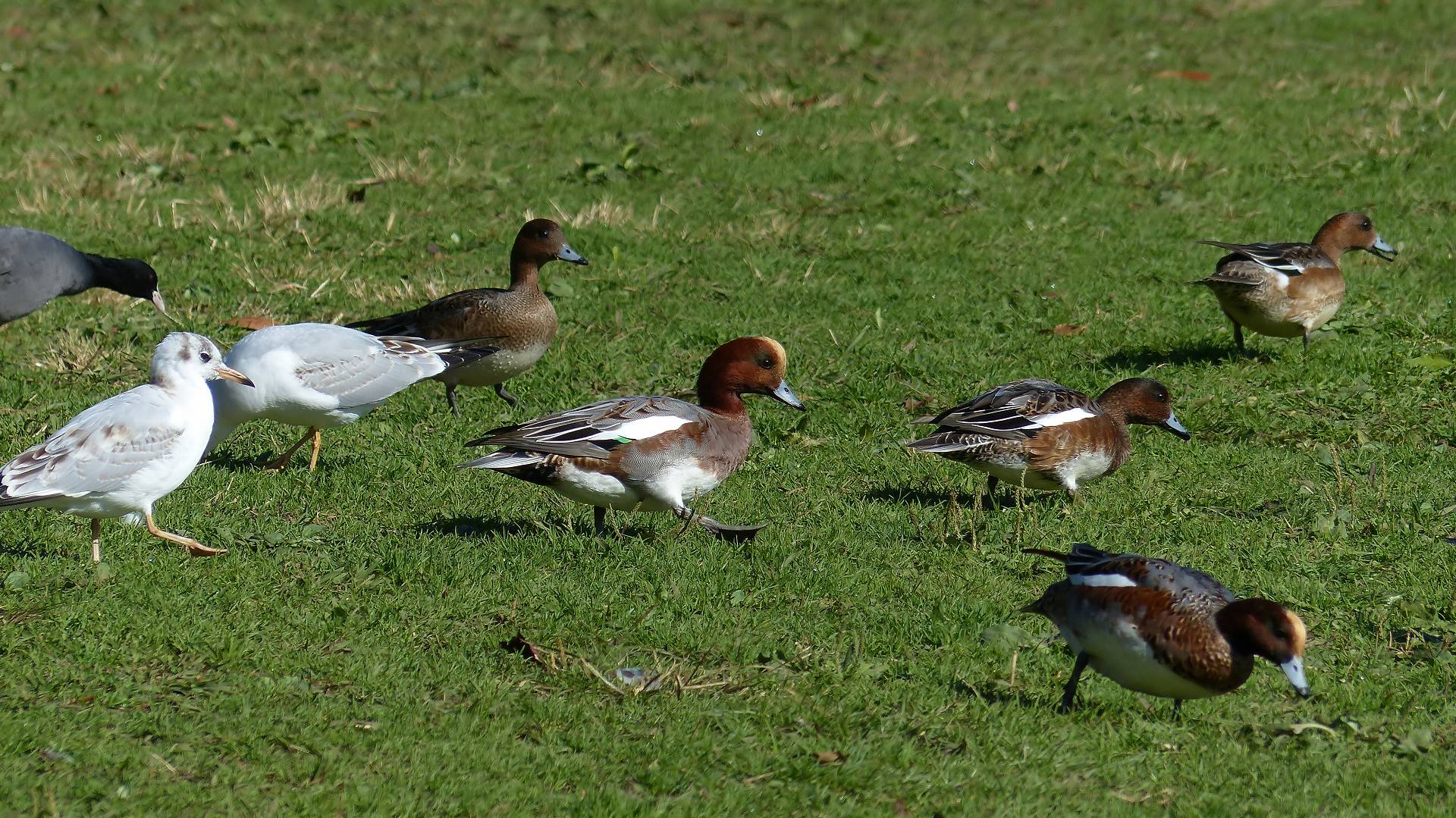 ボクって狩猟鳥獣なの？_a0185081_10281753.jpg