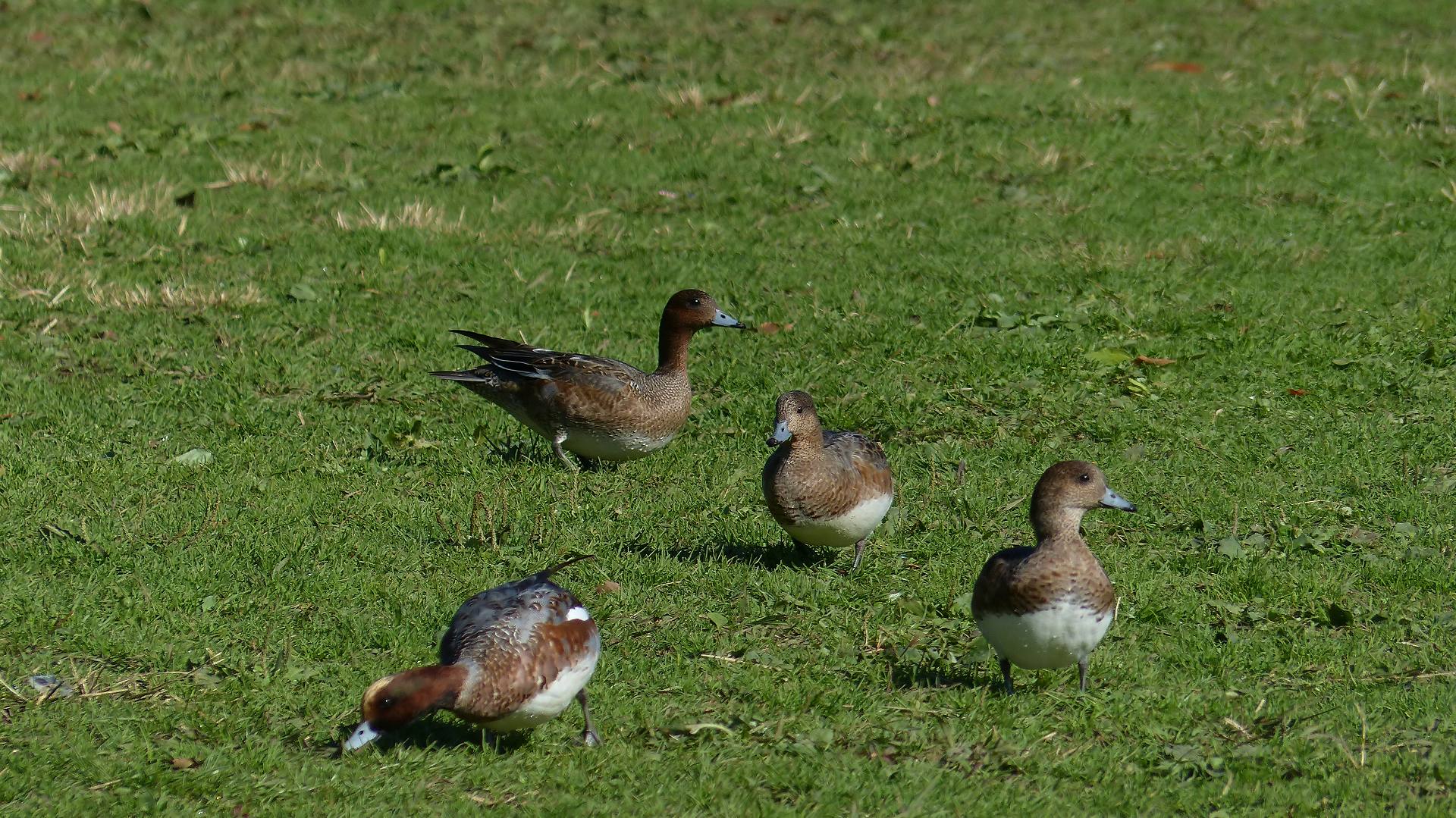 ボクって狩猟鳥獣なの？_a0185081_10282623.jpg