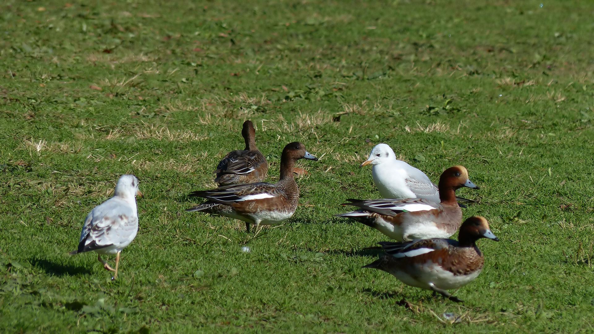 ボクって狩猟鳥獣なの？_a0185081_1028682.jpg