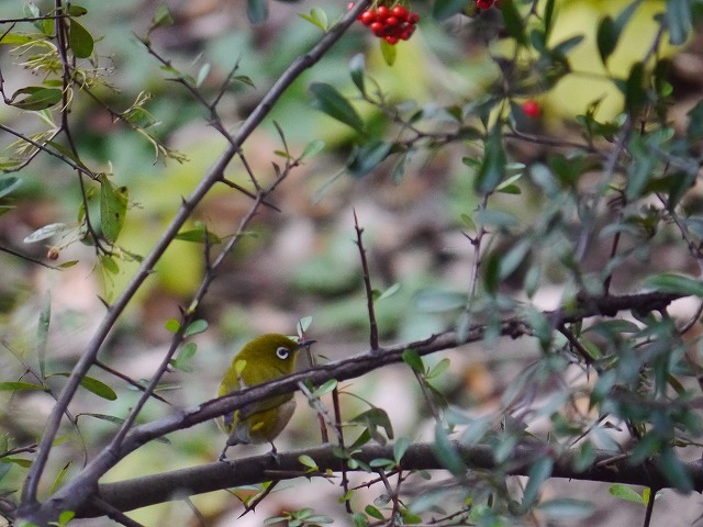 西側の野鳥／葛西臨海公園_d0088184_15503854.jpg