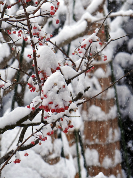 干し柿と岩木山と庭の雪～♪_a0136293_1717262.jpg