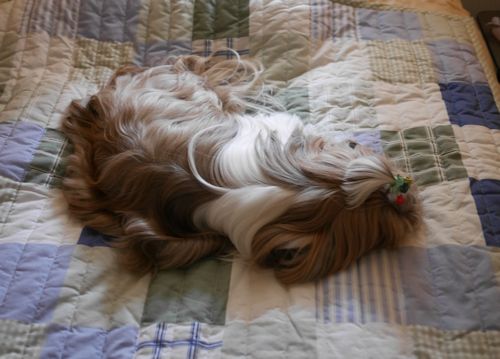 c0090198_20483865.jpg