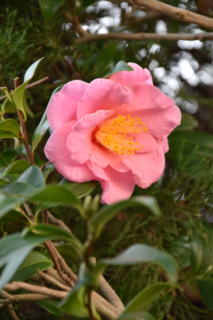 c0049299_23072787.jpg